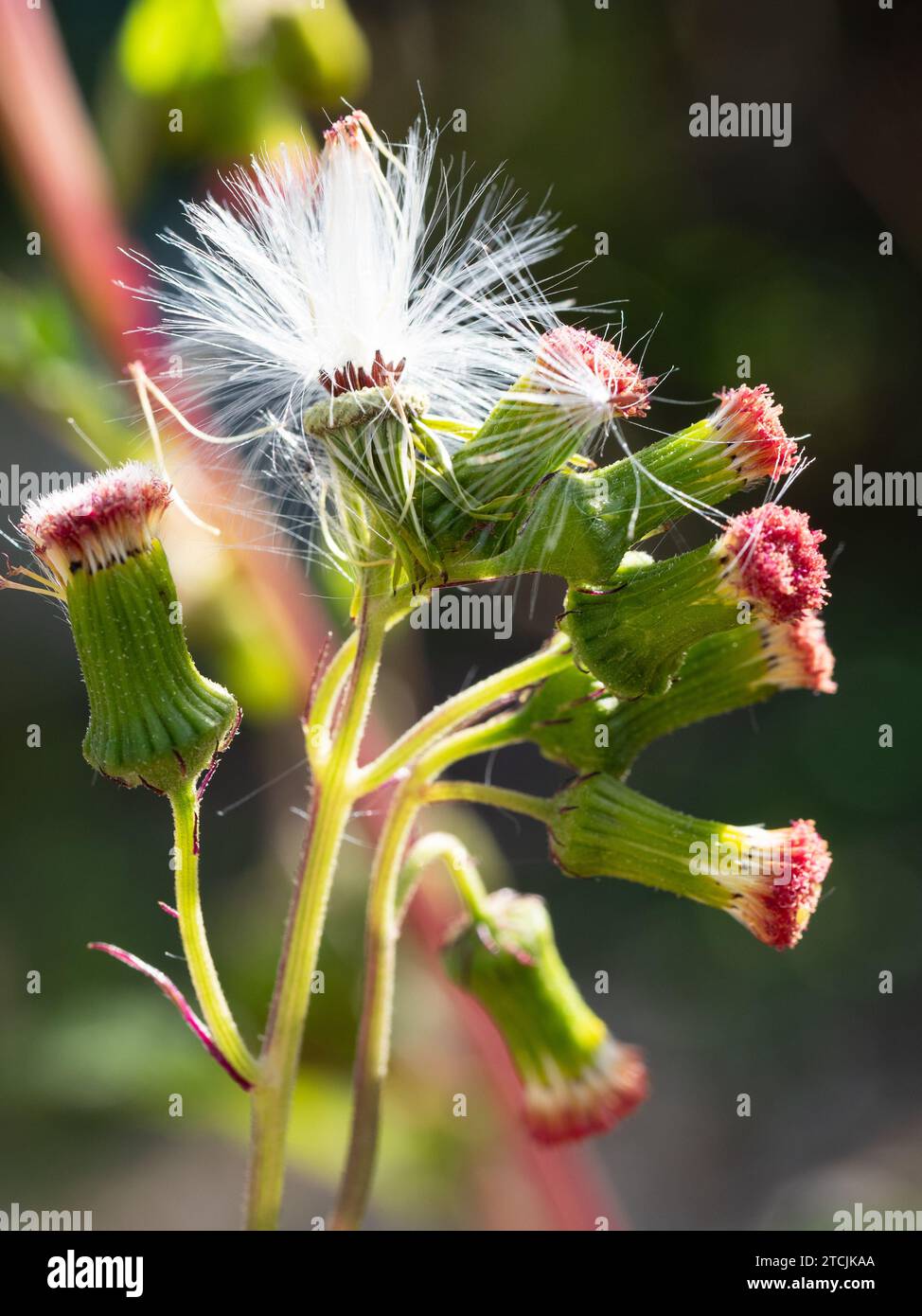 Red flower heads and white Tufty seeds of the Thickhead weed plant Stock Photo