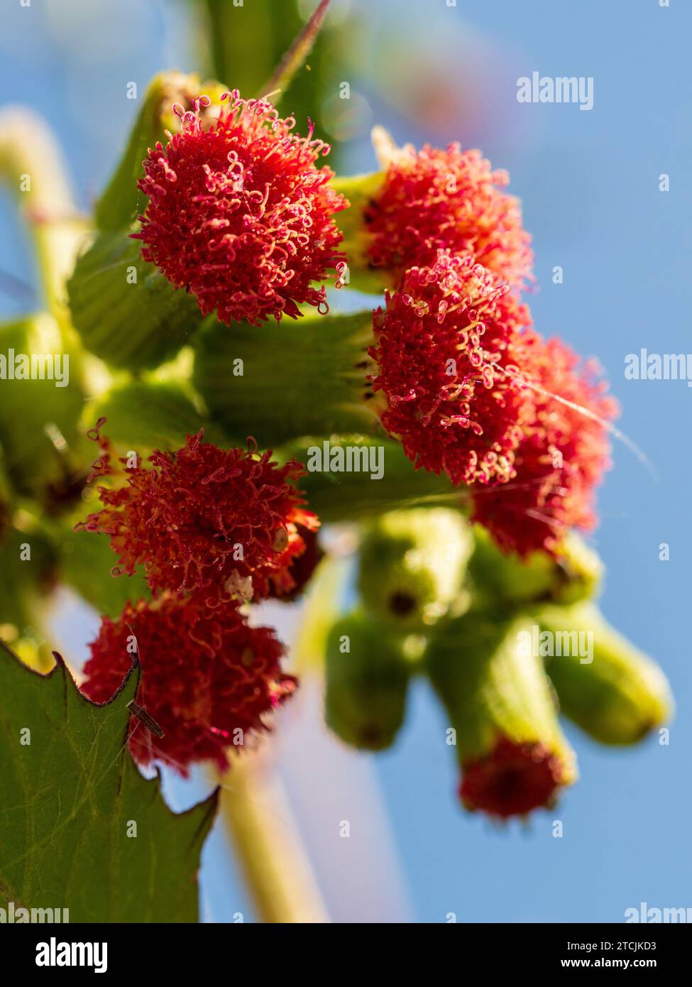 Red flower heads of the Thickhead weed plant Stock Photo