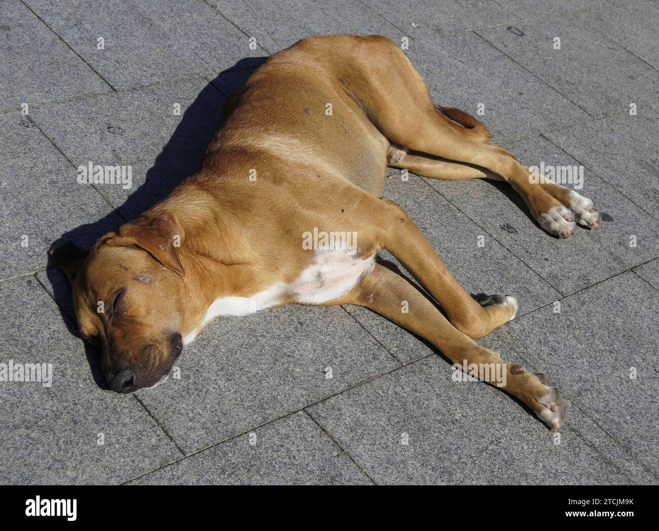 Müder Straßenhund schläft in der Sonne, Dahab, Sinai, Ägypten *** Tired street dog sleeping in the sun, Dahab, Sinai, Egypt Stock Photo