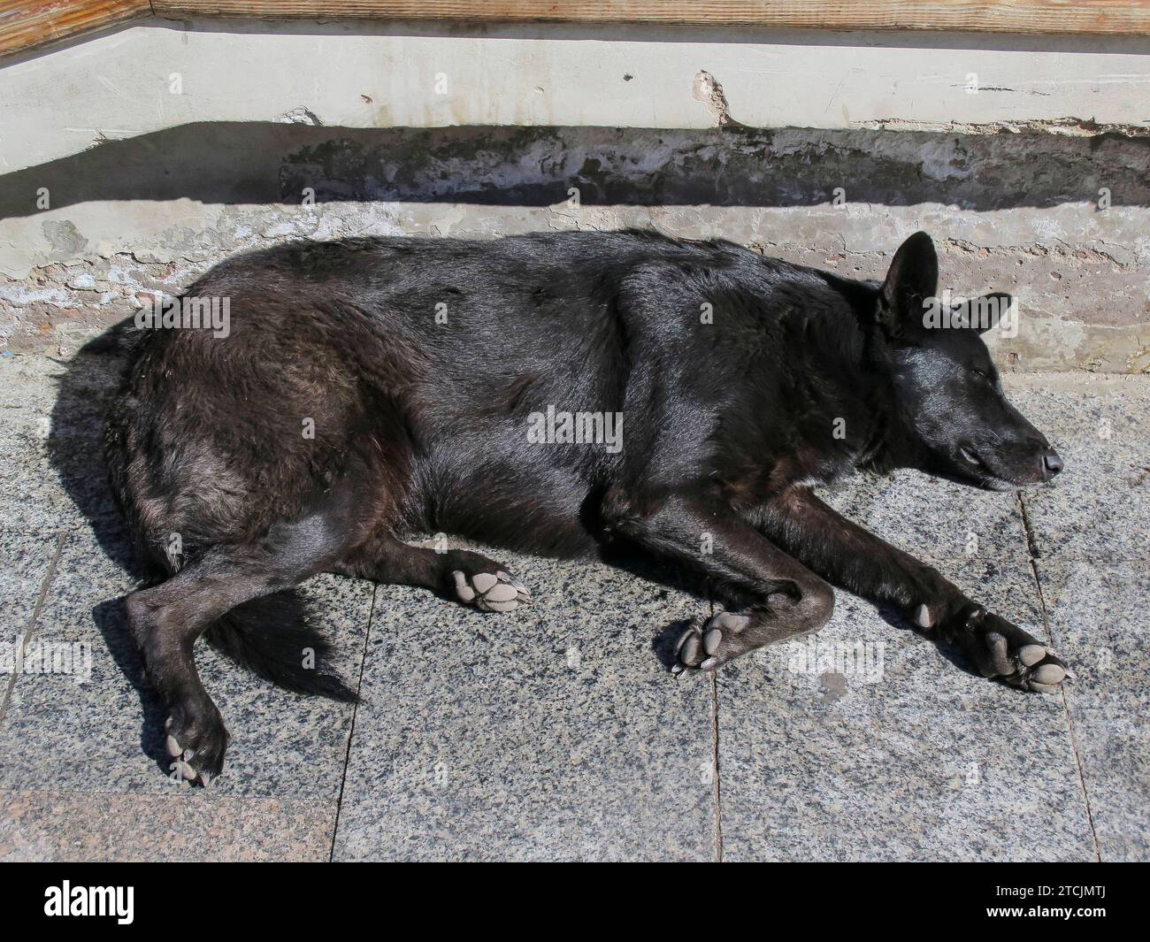 Müder Straßenhund schläft in der Sonne, Dahab, Sinai, Ägypten *** Tired street dog sleeping in the sun, Dahab, Sinai, Egypt Stock Photo