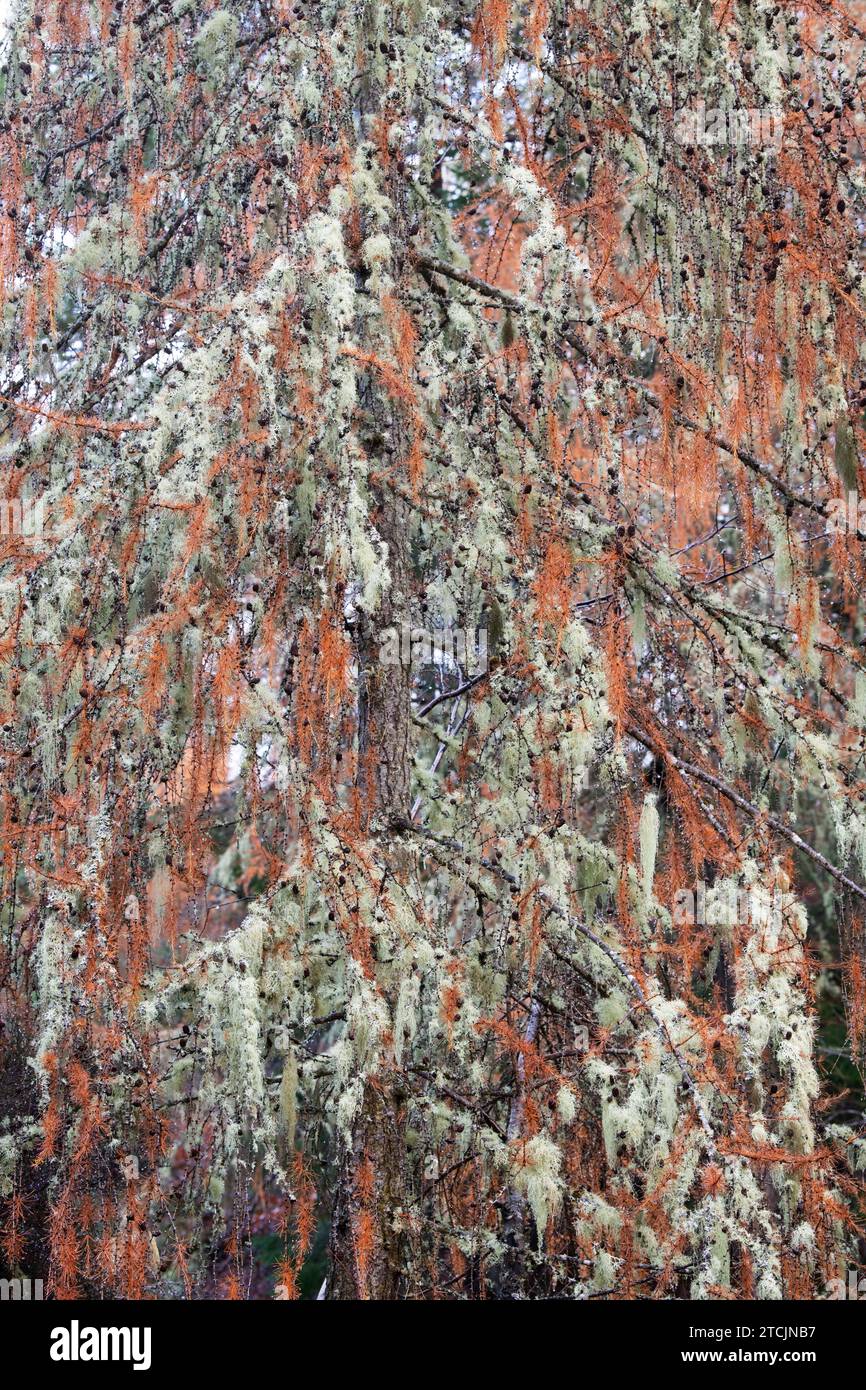 Close up of larch tree branches hi-res stock photography and images - Alamy