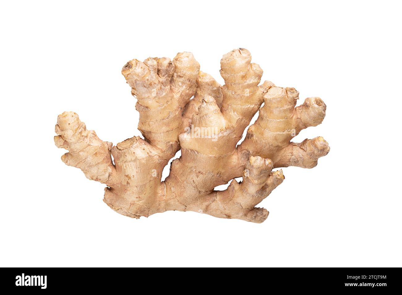 Fresh ginger root, from above. Juicy and fleshy rhizome of Zingiber officinale, used as fragrant kitchen spice and in traditional folk medicine. Stock Photo