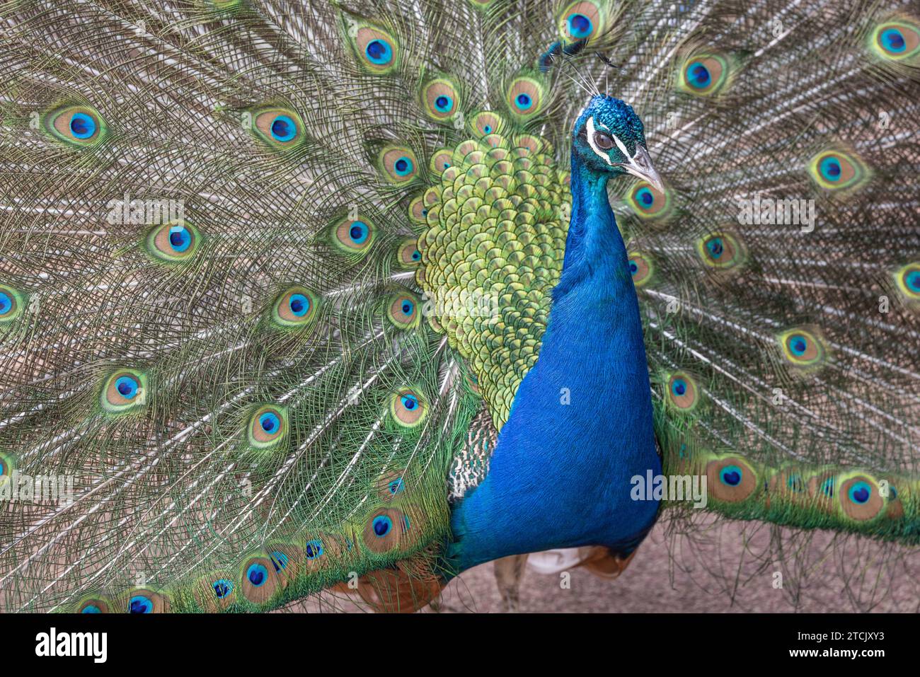 Closeup of a male Peacock (Pavo cristatus) native of India, and introduced to Australia