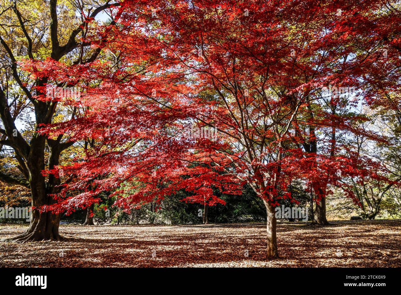 Momiji tree hi-res stock photography and images - Alamy