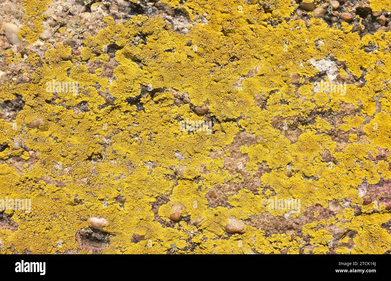 Acarospora oxytona or Pleopsidium flavum is a crustose lichen that grows on siliceous rocks. This photo was taken in Duruelo de la Sierra, Soria provi Stock Photo