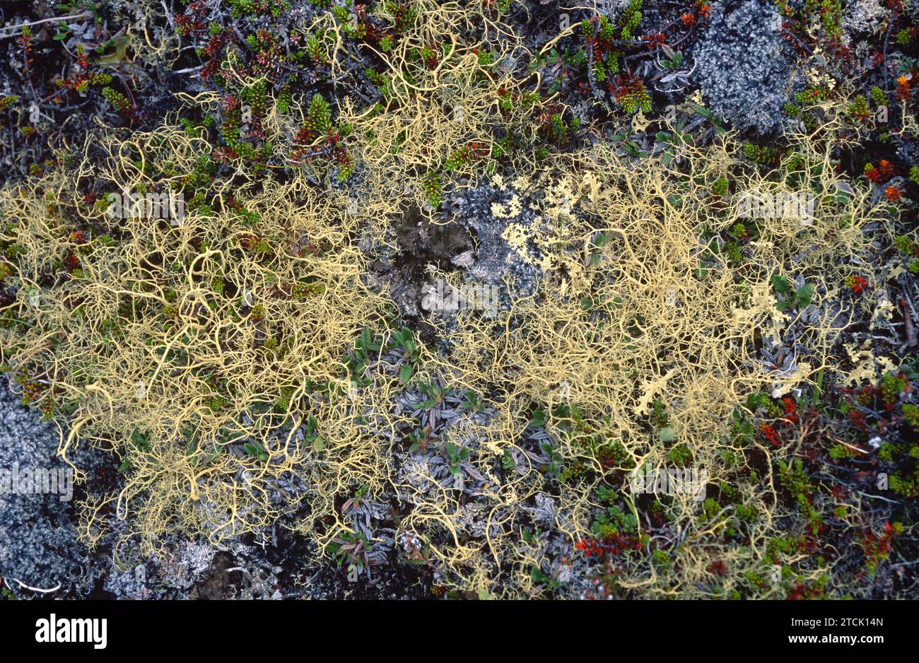 Alectoria ochroleuca is a fruticose lichen. This photo was taken in Iceland. Stock Photo