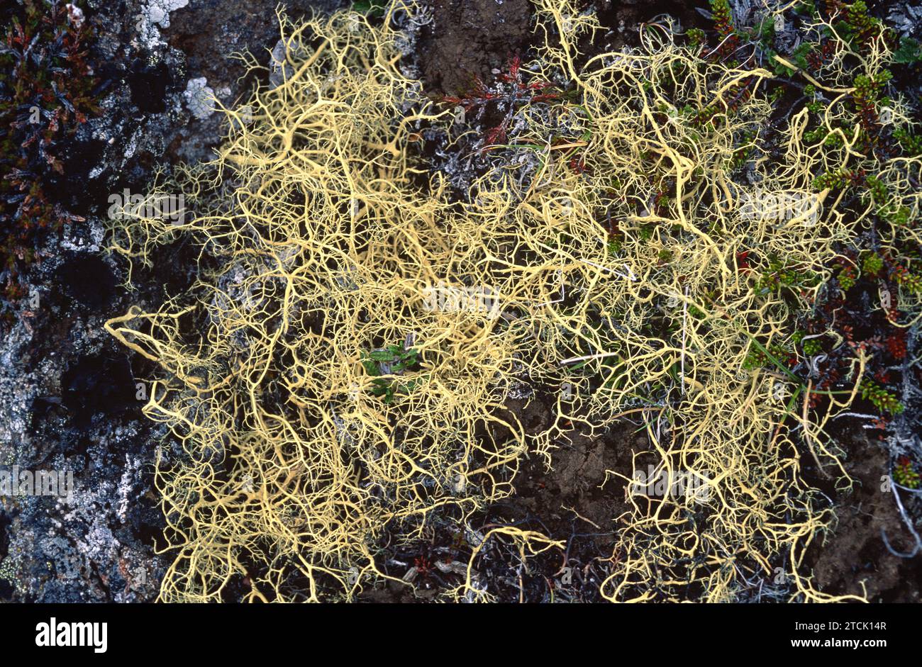 Alectoria ochroleuca is a fruticose lichen. This photo was taken in Iceland. Stock Photo