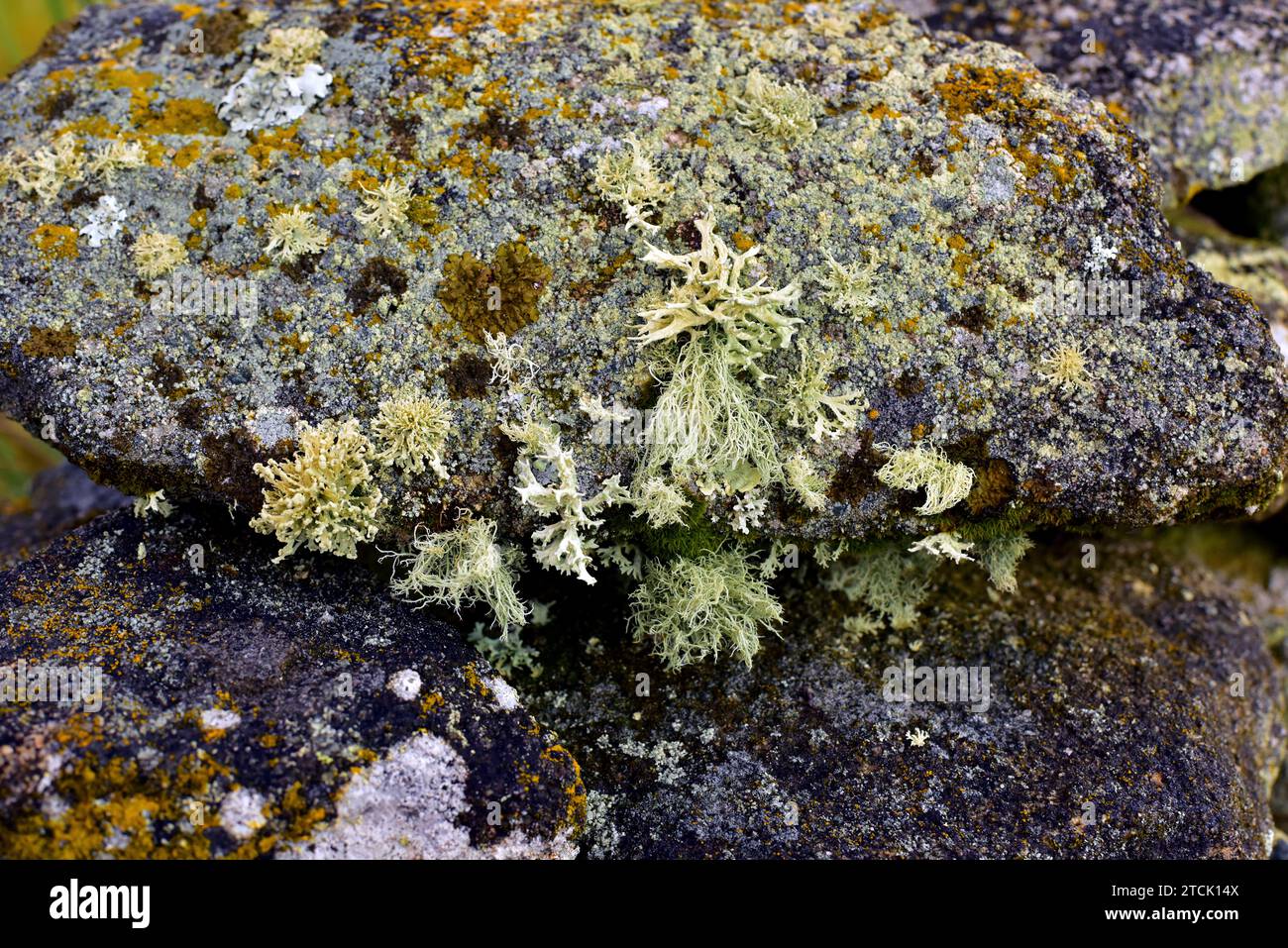 Crustose, foliose and fruticose lichens on a granite rock. This photo was taken in Arribes del Duero Natural Park, Zamora province, Castilla-Leon, Spa Stock Photo