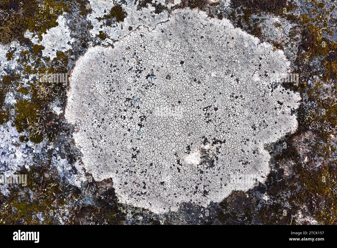 Crustose lichen (Buellia subdisciformis) on a granitic rock. This photo was taken in Arribes del Duero Natural Park, Zamora province, Castilla-Leon, S Stock Photo