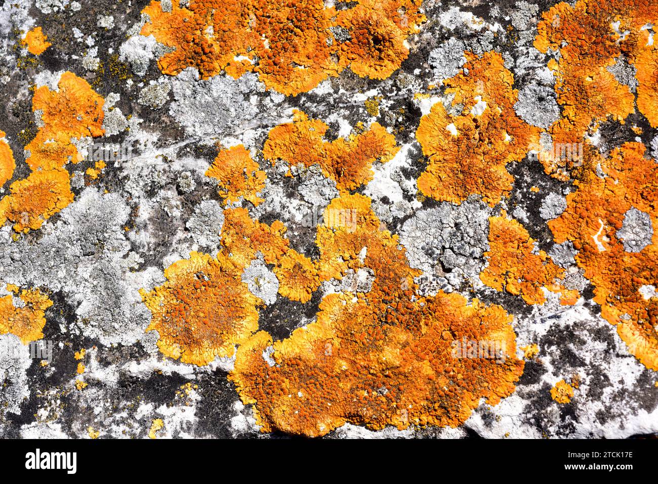Caloplaca flavescens is a crustose placodioid lichen that grows on calcareous rocks. Other lichens presents are Aspicilia (grey) and Verrucaria (black Stock Photo