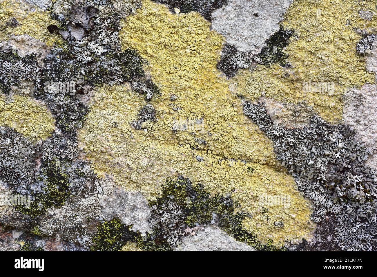 Yellow crustose lichen (Candelariella vitellina) on a granitic rock surrounded by foliose lichen Physcia sp. This photo was taken in Arribes del Duero Stock Photo
