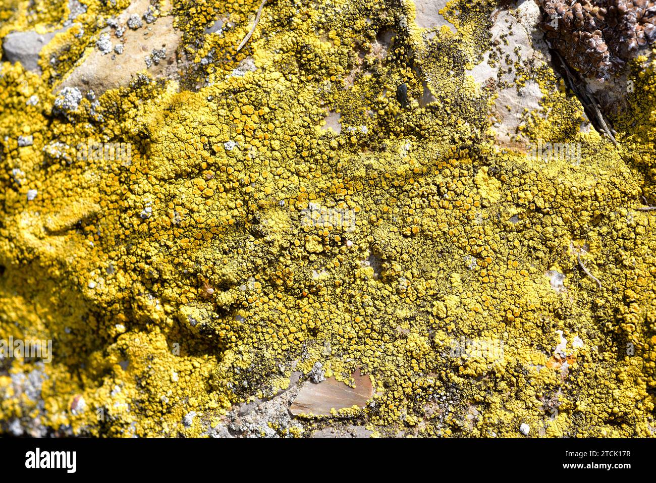 Candelariella vitellina is a subsquamulose yellow lichen. This photo Was taken in Bellmunt d'Urgell, Lleida province, Catalonia, Spain. Stock Photo