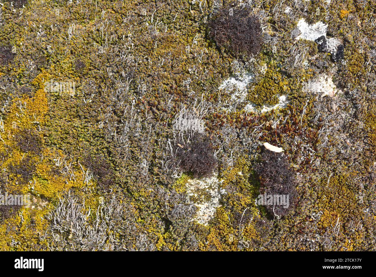 Cetraria aculeata, fruticulose lichen (brown color) and Cladonia subulata, squamulose lichen (gray sticks) and mosses. This photo was taken in Arribes Stock Photo
