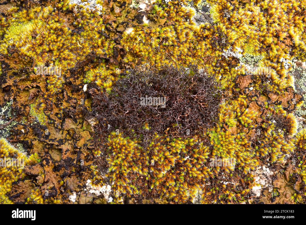In the middle Cetraria aculeata a fruticulose lichen; at left and at rigth Lasallia pustulata or Umbilicaria pustulata a foliose lichen. This photo wa Stock Photo