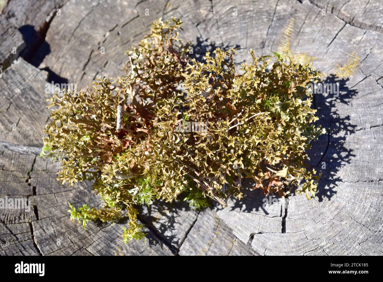 Iceland moss (Cetraria islandica) is a fruticulose lichen with medicinal properties. This photo was taken in La Muela de Cantavieja, Teruel province, Stock Photo