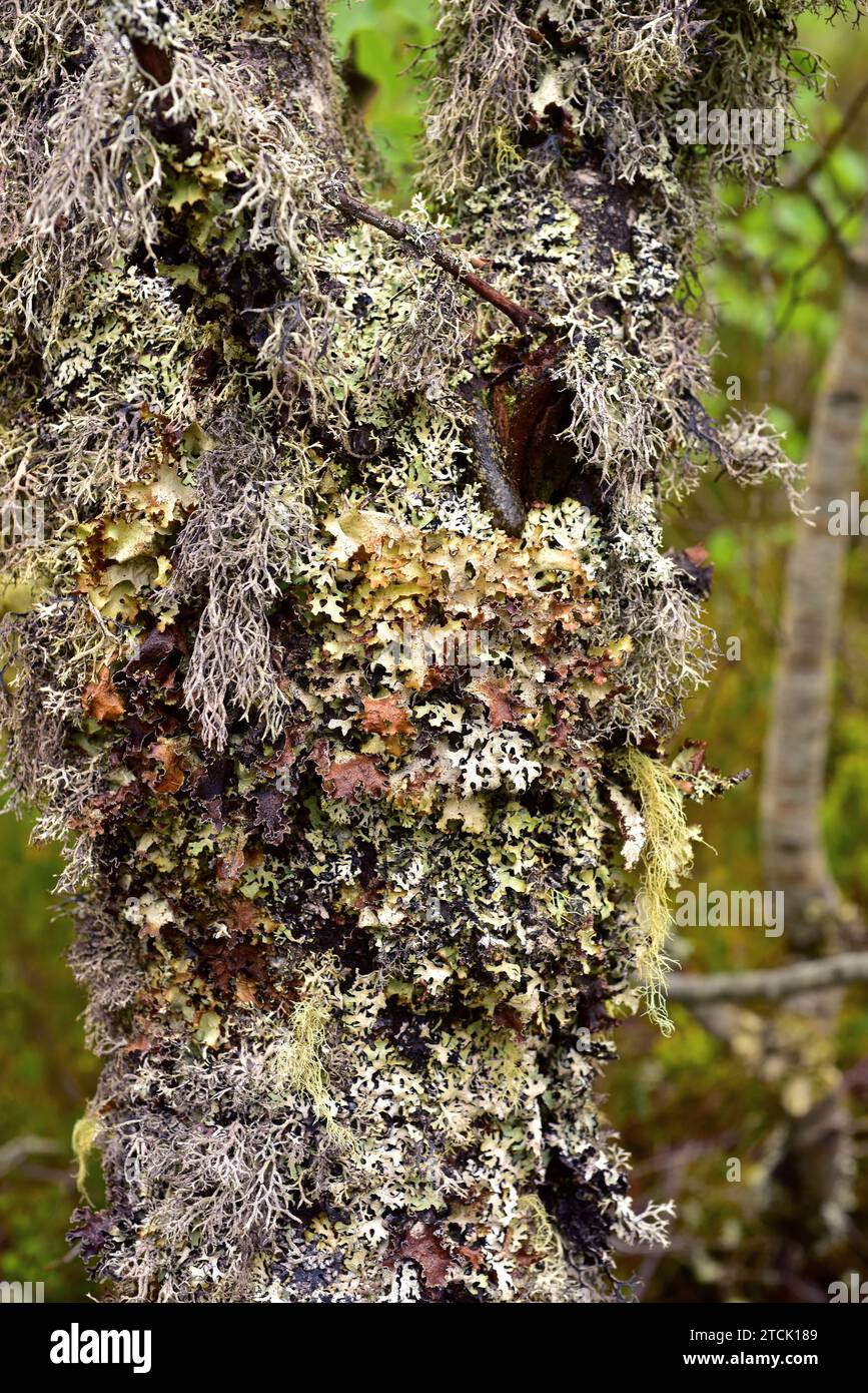 Lichens foliose and fruticulose (Cetraria, Pseudevernia and Usnea) on an oak tree. This photo was taken in Muniellos Biosphere Reserve, Asturias, Spai Stock Photo