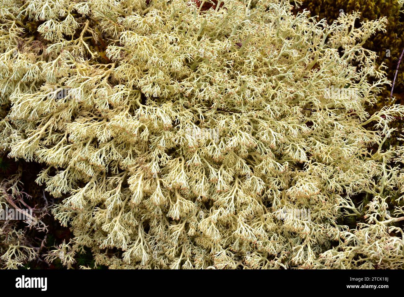 Cladonia arbuscula is a caespitose lichen. This photo was taken in Muniellos Biosphere Reserve, Asturias, Spain. Stock Photo