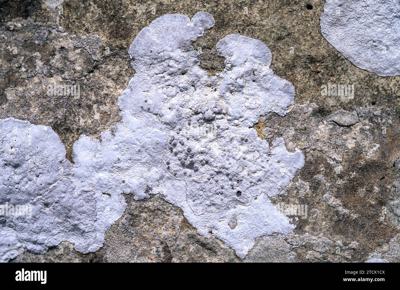 Diploschistes ocellatus is a crustose lichen that grows on calcareous rocks. Stock Photo