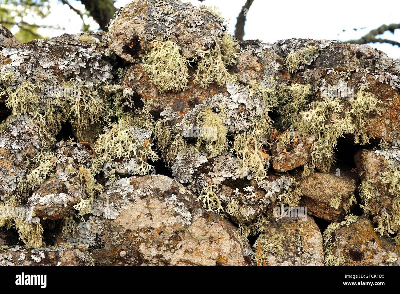 Lichens crustoses (Ochrolechia), folioses (Hypogymnia physodes) and fruticuloses (Evernia prunastri, Ramalina farinacea and Usnea hirta) on a wall. Th Stock Photo