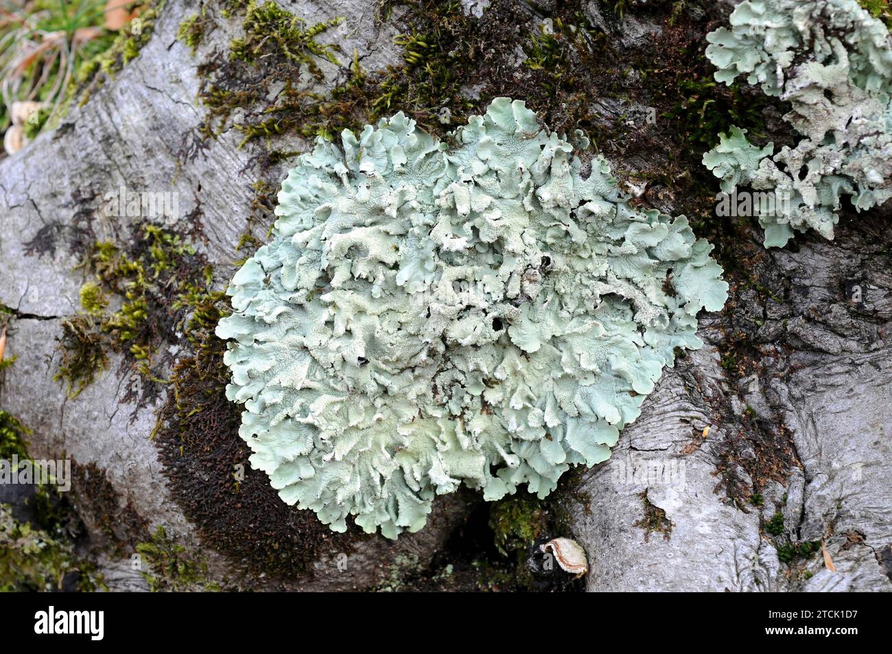 Flavoparmelia caperata or Parmelia caperata is a foliose lichen tahat grows on a beech bark. This photo was taken in Montseny Biosphere Reserve, Barce Stock Photo