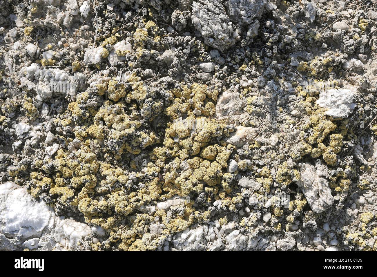 Desert sulphur lichen (Fulgensia desertorum or Gyalolechia desertorum) is a crustose lichen that grows on gypsum soil. This photo was taken in Albelda Stock Photo