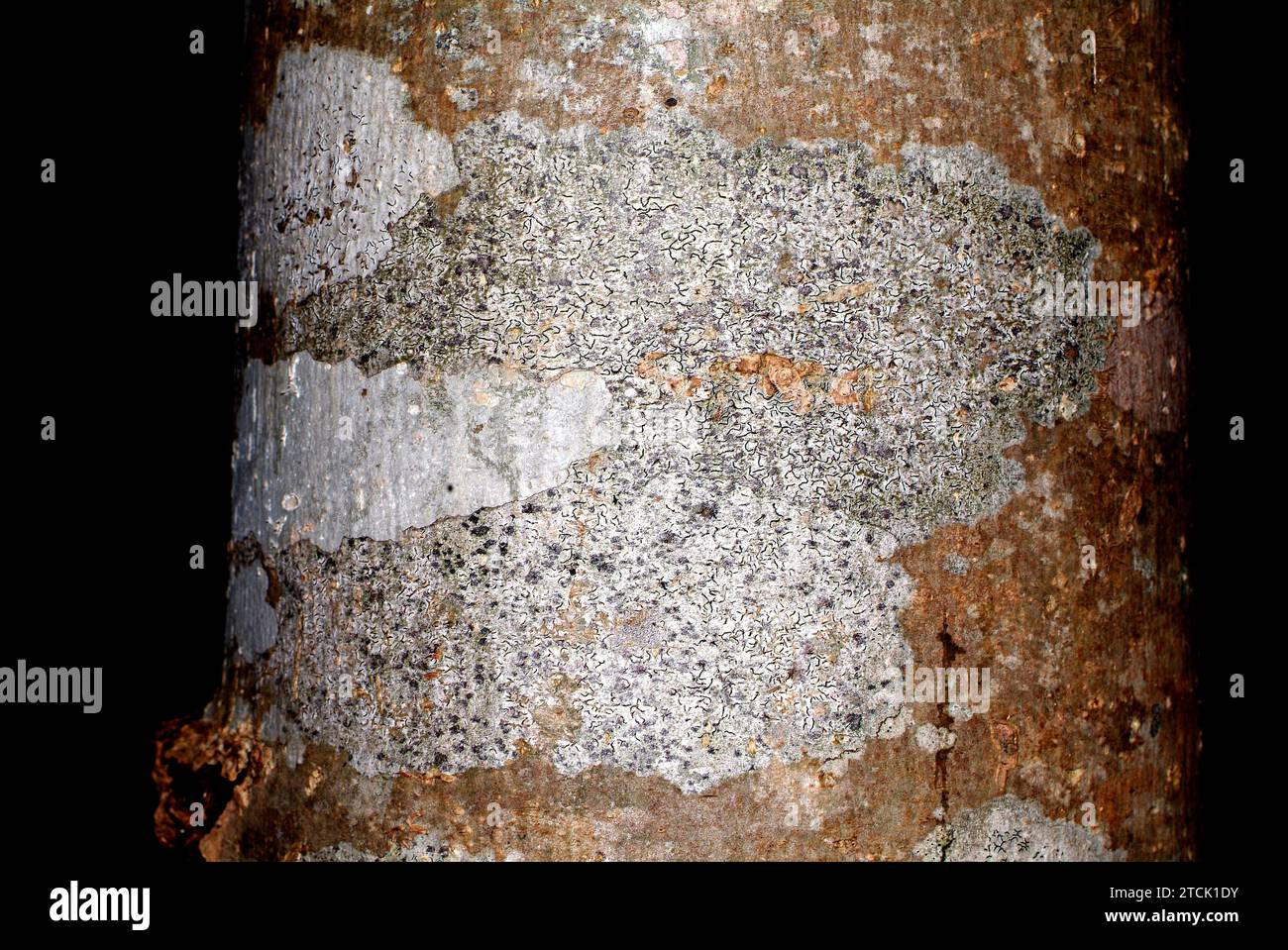 Crustose Graphis Script lichen (Graphis scripta) is a crustose lichen that grows on a ...