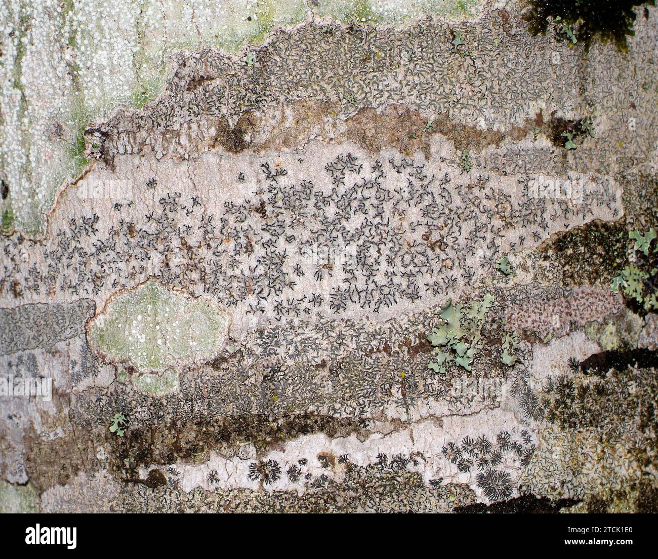 Graphis Scripta Lichens Script lichen (Graphis scripta) is a crustose lichen that grows on a ...