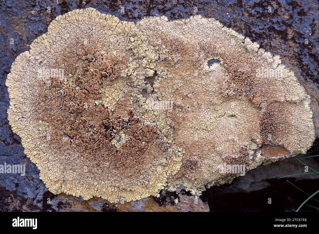 Lecanora muralis is a crustose lichen that grows on rocks. Stock Photo