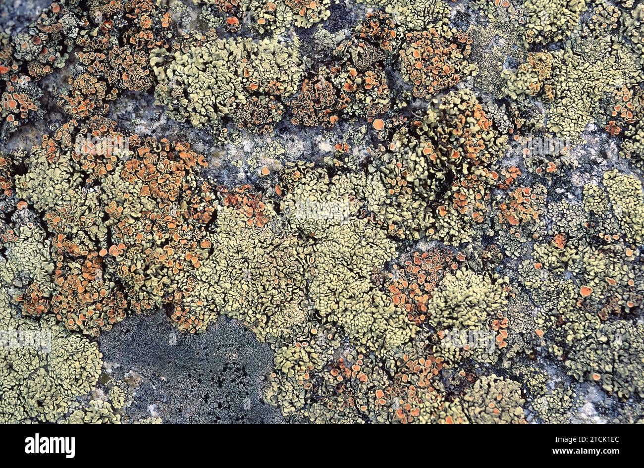Lecanora rubina or Rhizoplaca chrysoleuca is a foliose lichen that grows on siliceous rocks. This photo was taken in La Cerdanya, Girona province, Cat Stock Photo