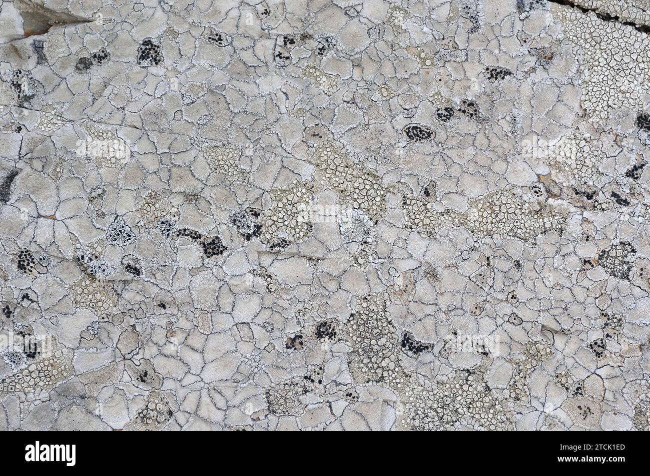 Crustoses lichens completely covering a rock (Lecanora rupicola, Aspicilia sp., Ochrolechia sp. Porpidia sp.). Stock Photo