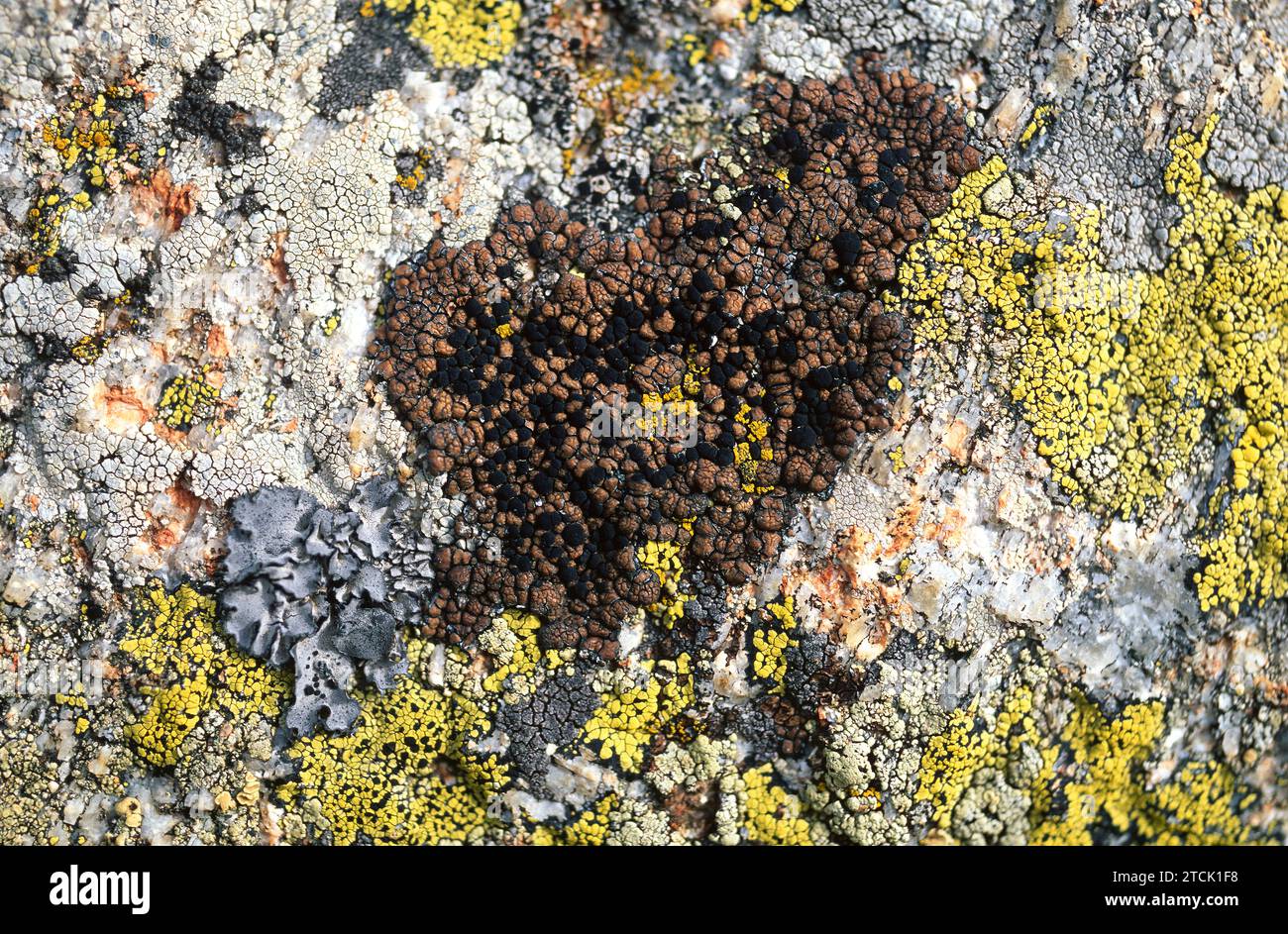 Lecidea atrobrunnea (centrum) is a crustose lichen that grows on siliceous rocks. Around it Umbilicaria (grey blue) and Rhizocarpon (yellow). Stock Photo