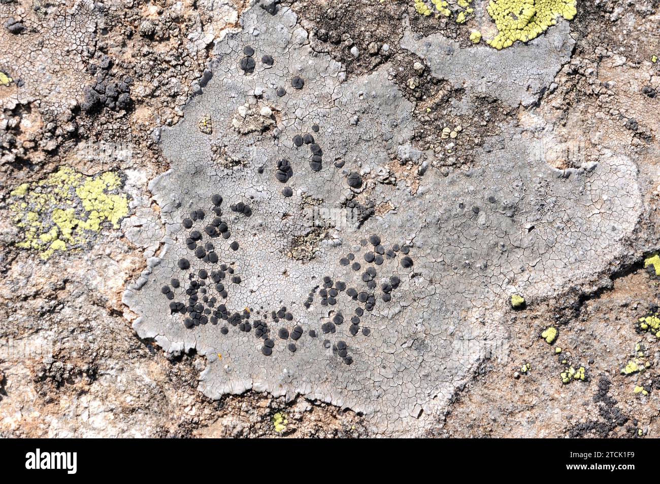 Lecidea fuscoatra is a crustose lichen. This photo was taken in french Alps. Stock Photo