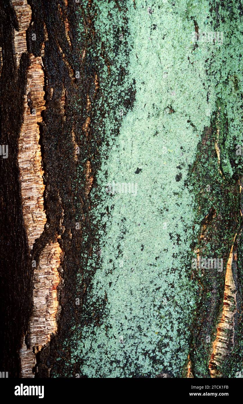 Lepraria incana is a leprose lichen that grows on bark tree (cork oak). This photo was taken in Girona province, Catalonia, Spain. Stock Photo