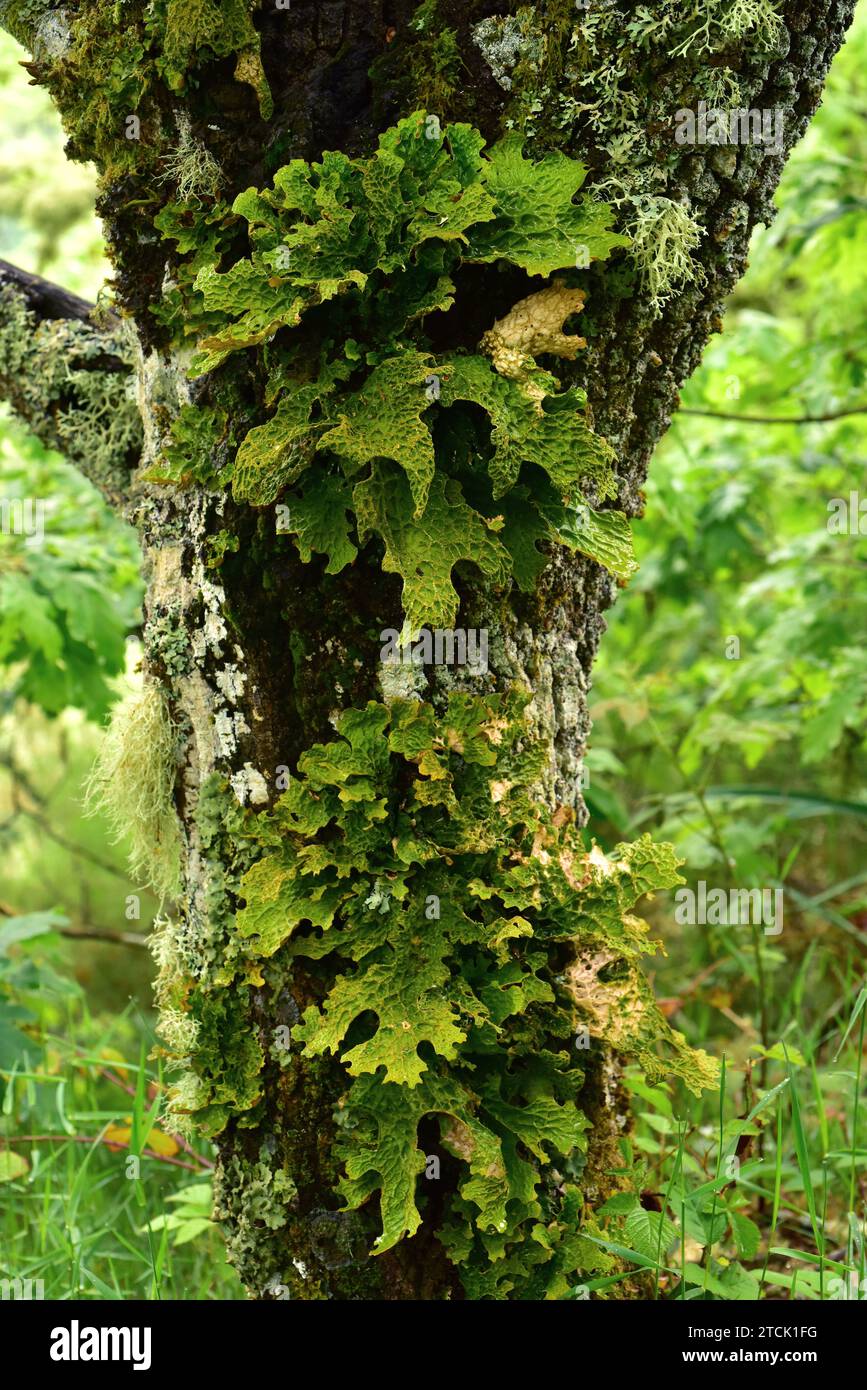 Lung lichen (Lobaria pulmonaria) is a medicinal foliose lichen that grows on an oak bark tree. This photo was taken in Muniellos Biosphere Reserve, As Stock Photo