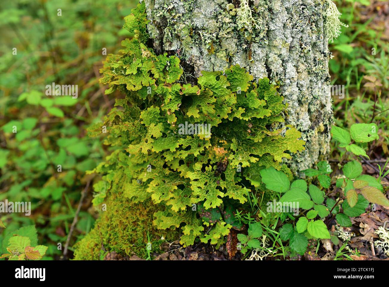 Lung lichen (Lobaria pulmonaria) is a medicinal foliose lichen that grows on an oak bark tree. This photo was taken in Muniellos Biosphere Reserve, As Stock Photo