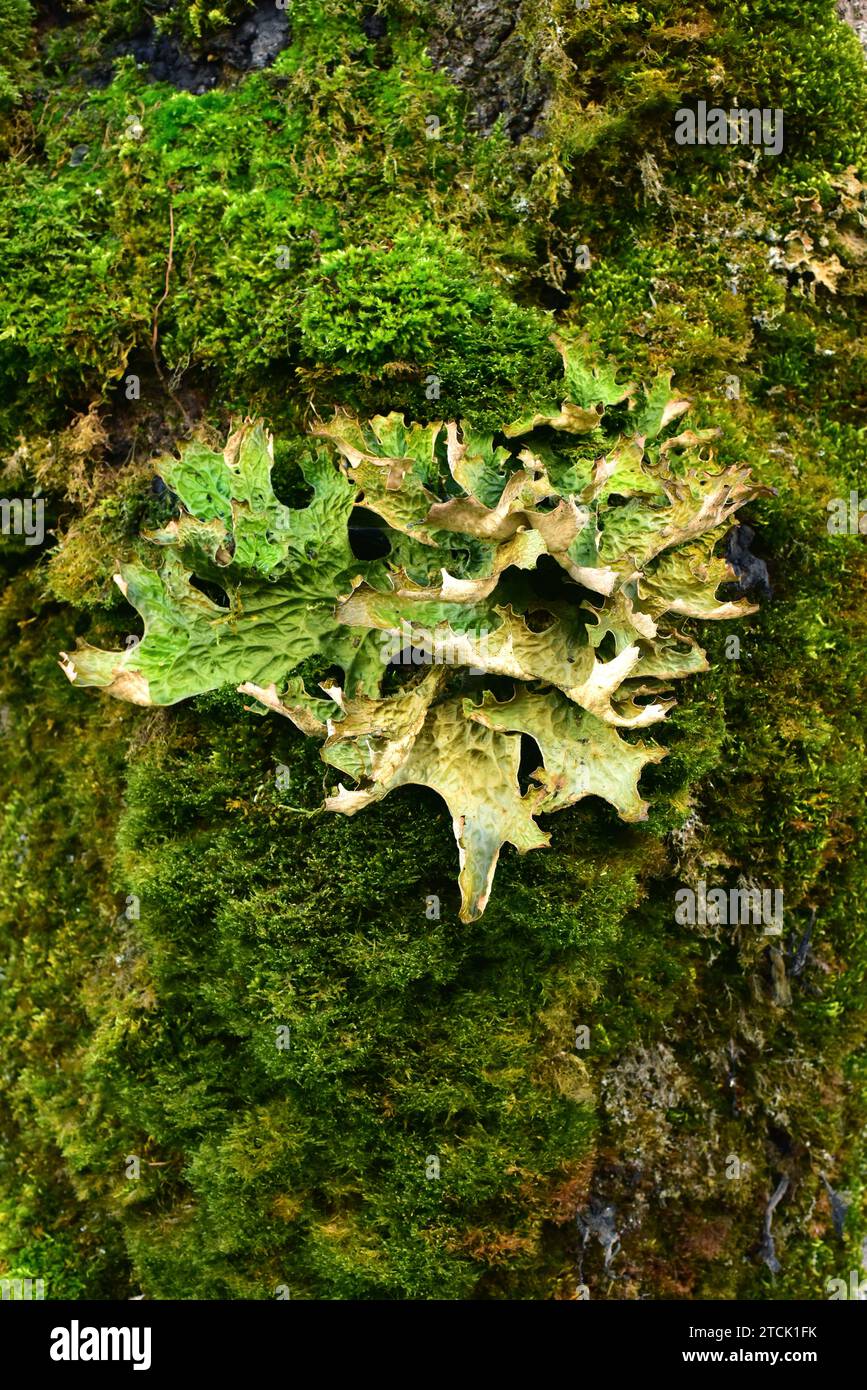 Lung lichen (Lobaria pulmonaria) is a medicinal foliose lichen that grows on a bark tree. This photo was taken in Monte Santiago Natural Monument, Bur Stock Photo