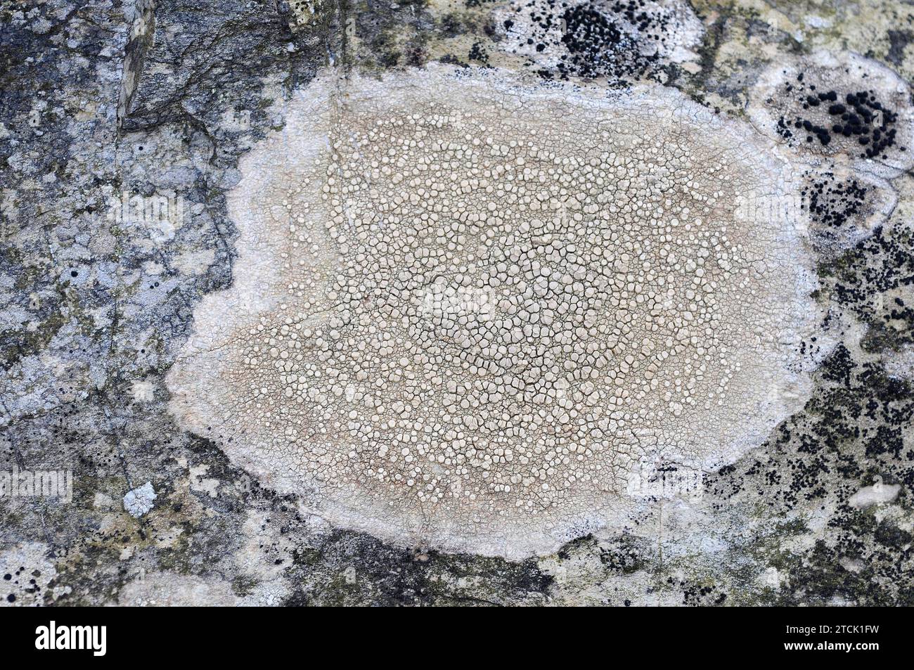 Ochrolechia parella is a crustose lichen. Stock Photo