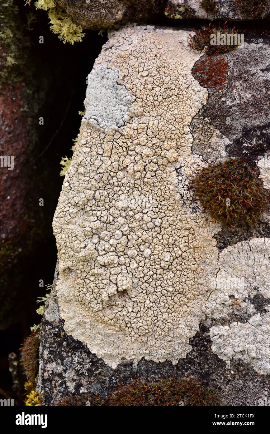 Ochrolechia parella is a crustose lichen cream color. At rigth Lecanora campestris (apothecia dark brown) and in the middle Caloplaca sp. (rust color) Stock Photo