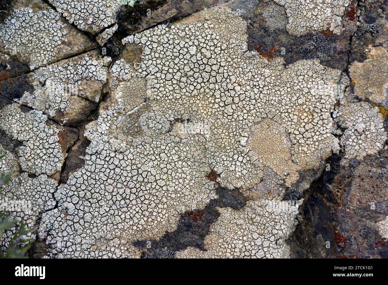 Ochrolechia parella and red apothecia of parasitic lichen Caloplaca insularis. This photo was taken in La Albera, Girona province, Catalonia, Spain. Stock Photo