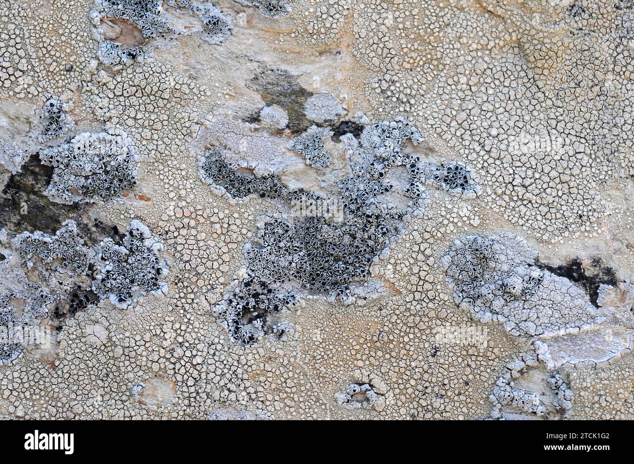 Ochrolechia parella (pinkish apothecia) and Tephromela atra (black apothecia), two crustoses lichens. Stock Photo