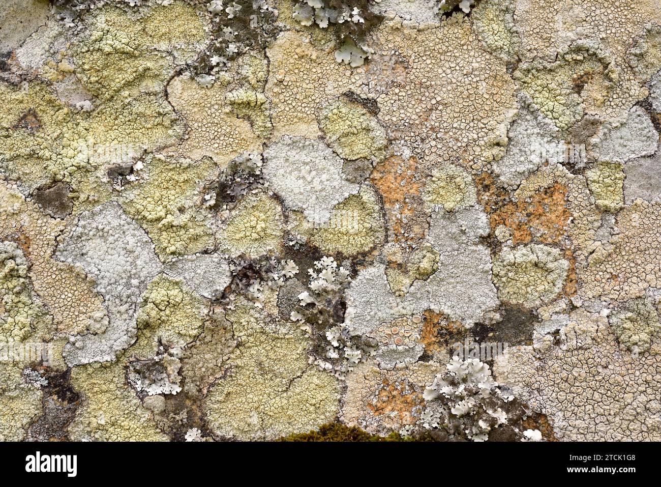 Crustoses lichens Ochrolechia and Pertusaria and foliose lichen Parmelia tiliacea on a granitic rock. This photo was taken in Arribes del Duero Natura Stock Photo