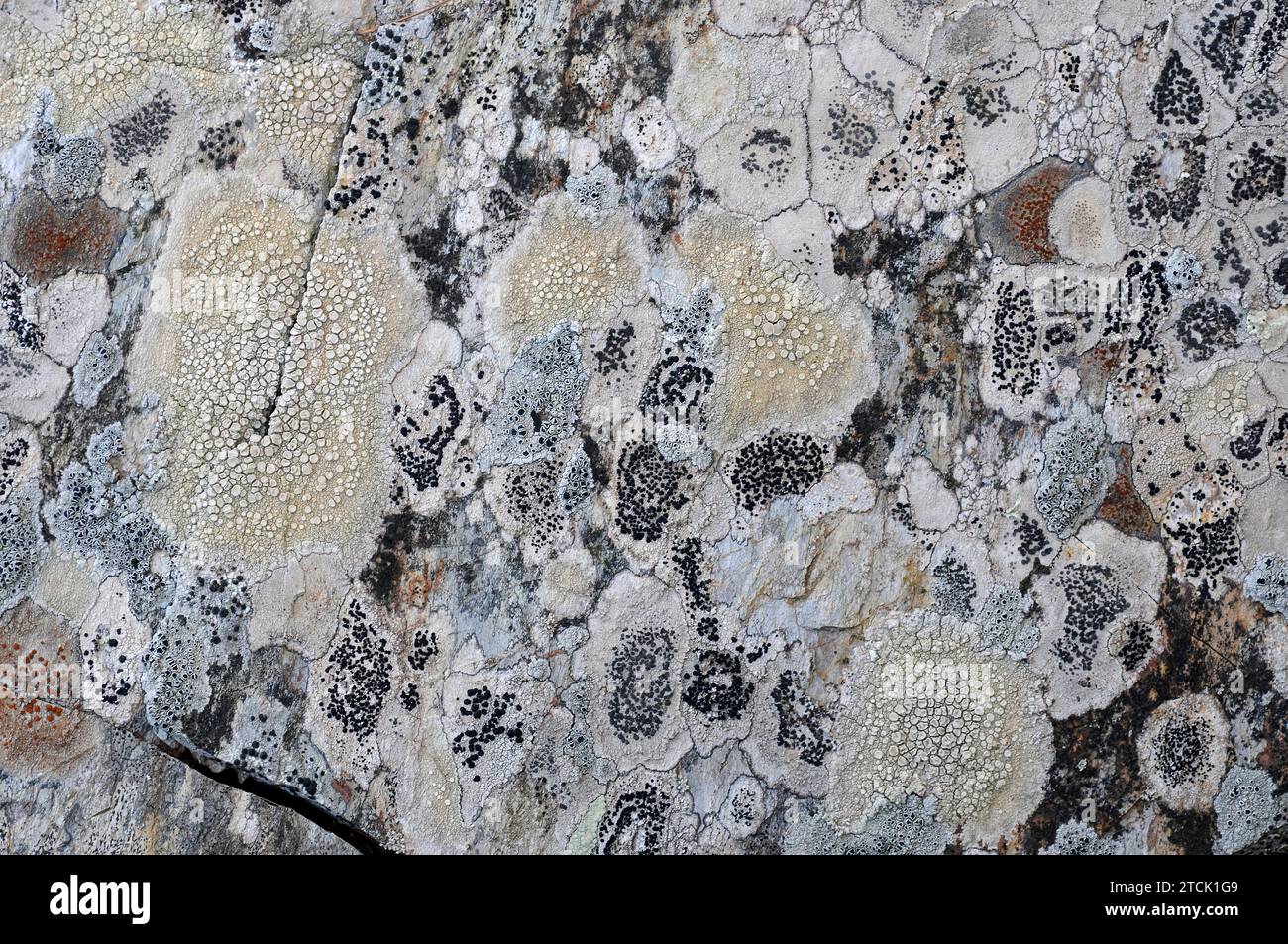 Crustoses lichens Ochrolechia, Porpiria and Lecanora on a rock. Stock Photo