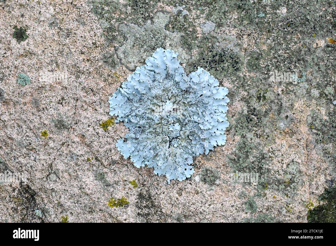 Parmelina pastillifera or Parmelia pastillifera is a foliose lichen that grows on tree bark or siliceous rock. At right Lecanora sulphurea, a crustose Stock Photo