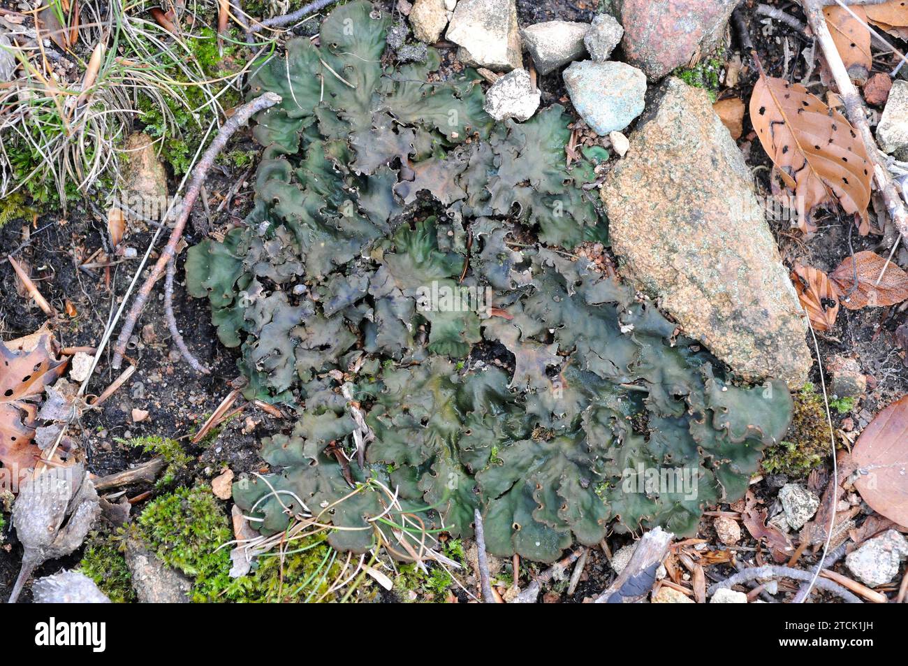 Peltigera polydactyla is a foliose lichen that grows in moss-rich soils. This photo was taken in Montseny Biosphere Reserve, Barcelona province, Catal Stock Photo