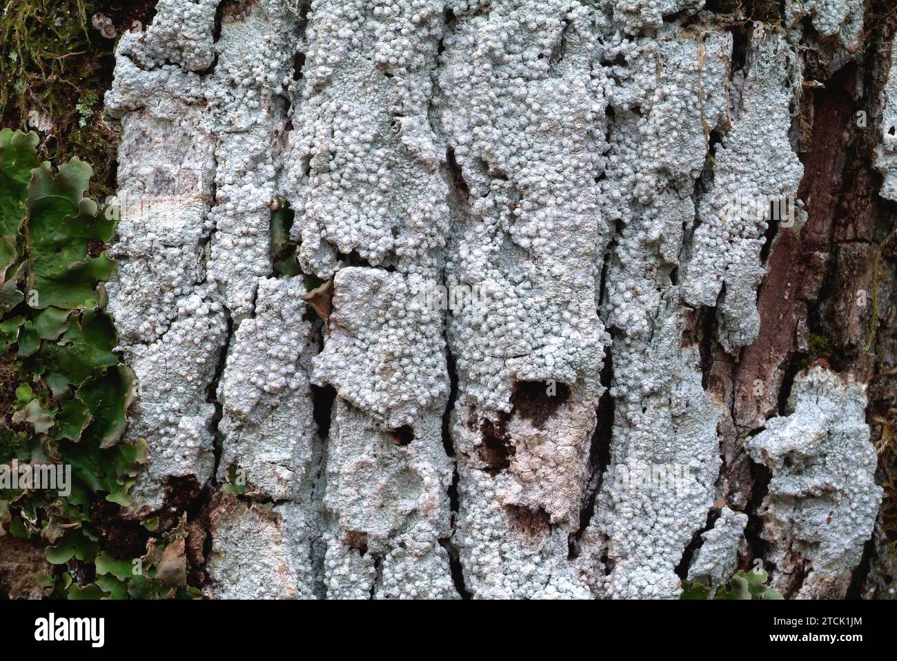Pertusaria amara or Lepra amara is a crustose lichen that grows on tree barks or siliceous rocks. Stock Photo