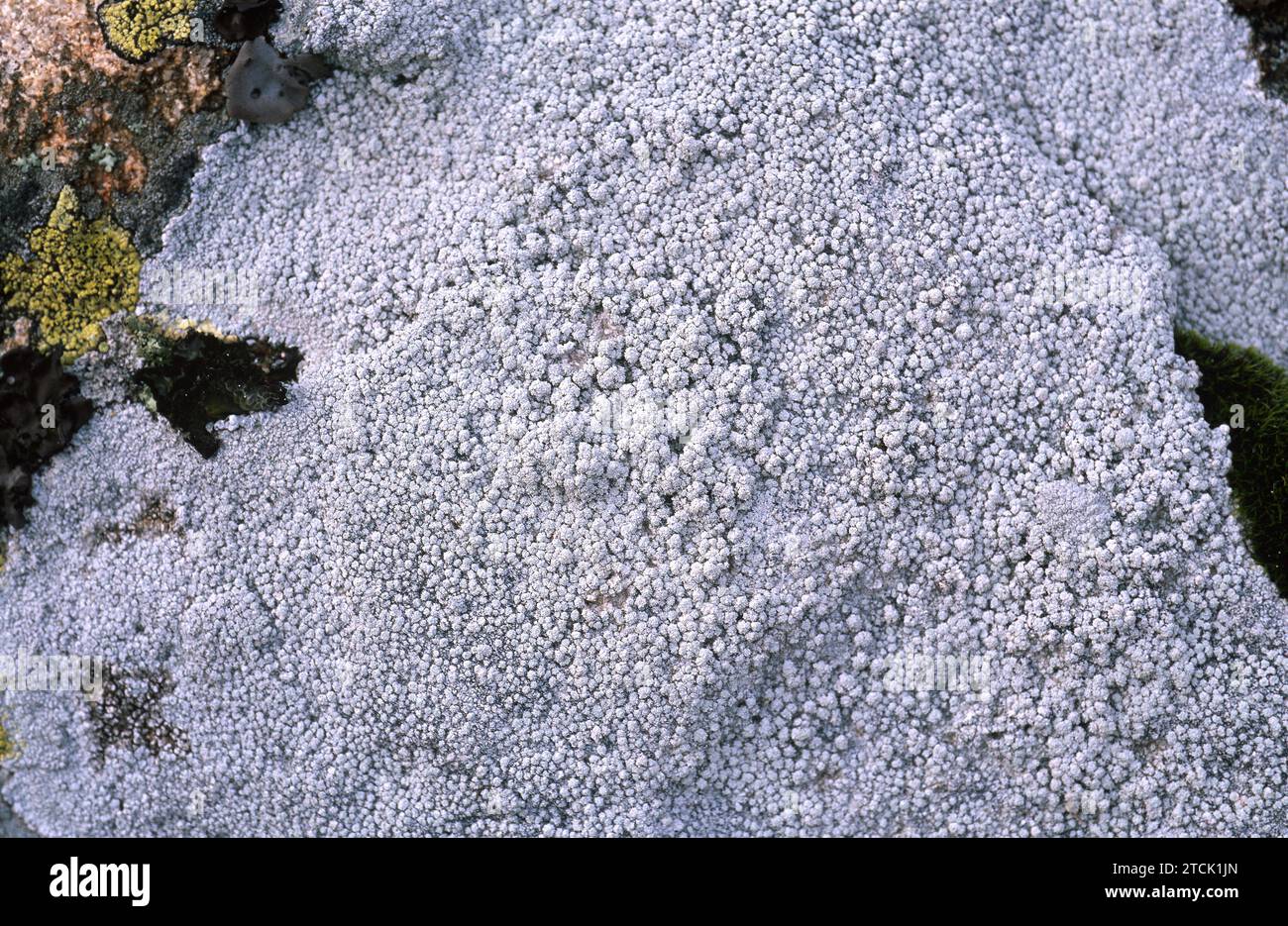 Pertusaria amara is a crustose lichen that grows on bark tree or siliceous rock. Stock Photo