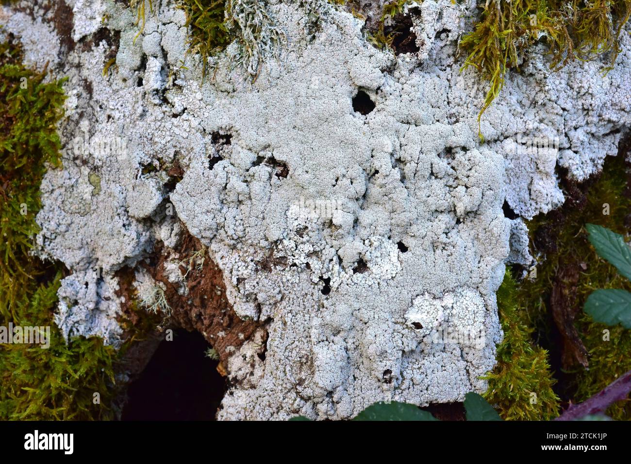 Pertusaria amara (grey) and Pertusaria albesces (white) two crustoses lichens. This photo was taken in Monte Santiago Natural Monument, Burgos provinc Stock Photo