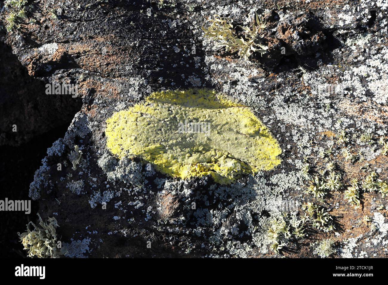 Pertusaria rupicola or Pertusaria sulphurea is a crustose lichen. This photo was taken in Lanzarote Island, Canary Islands, Spain. Stock Photo