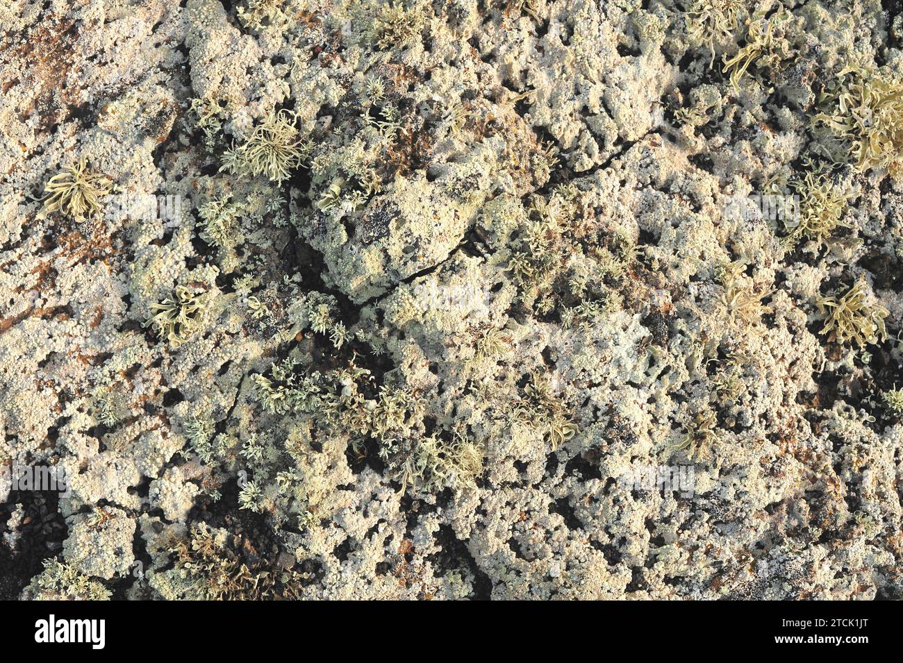 Lichen community dominated by Pertusaria rupicola (crustose) and Ramalina canariensis (fruticulose) growing on a volcanic rock. This photo was taken i Stock Photo