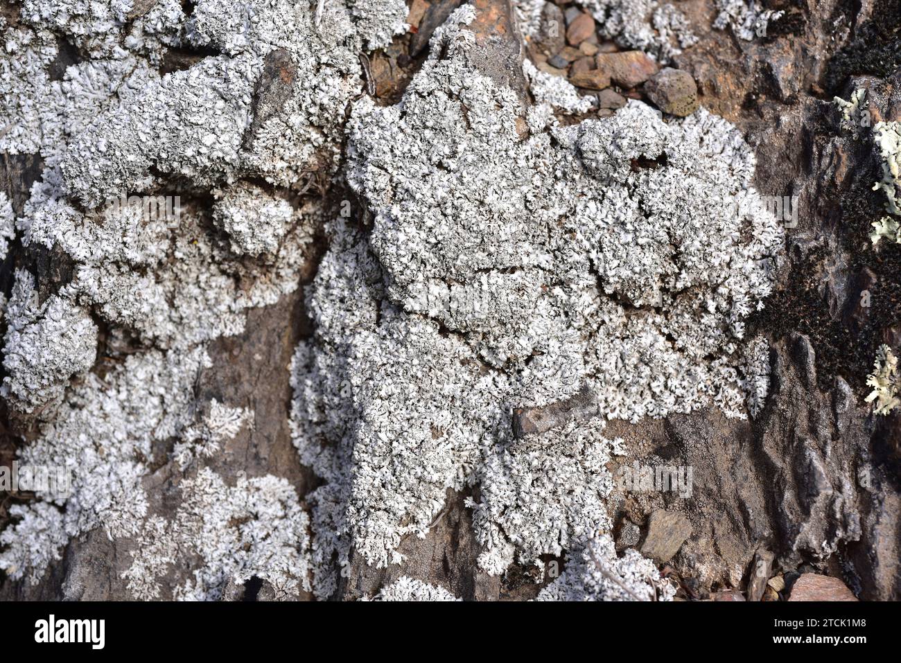 Physcia dubia is a foliose lichen that grows on siliceous rocks. This photo was taken in La Albera, Girona province, Catalonia, Spain. Stock Photo